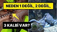 Ahtapotların Üç Tane Kalbe Sahip Olmasının Arkasında Yatan İlginç Sebep
