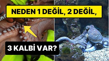 Ahtapotların Üç Tane Kalbe Sahip Olmasının Arkasında Yatan İlginç Sebep