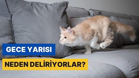 Kediler Neden Gecenin 3'ünde Cin Görmüş Gibi Oraya Buraya Koşturur?