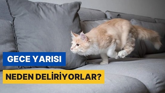 Kediler Neden Gecenin 3'ünde Cin Görmüş Gibi Oraya Buraya Koşturur?