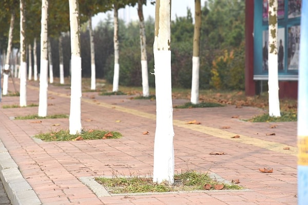 Güneş ışığı, karla kaplı bölgelerde ağaçların güney taraflarına yansıyarak, donmuş kabuğun aniden çözülmesine neden olur.