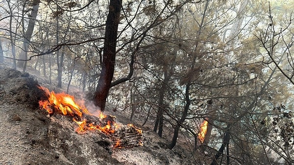 Muğla Gökova Körfezi Turnalı mevkiinde çıkan orman yangını söndürme çalışmaları da devam ediyor. Sarp arazinin de bulunduğu yangın bölgesinde 23 arazöz 6 su ikmal aracı 2 dozer ve 131 orman personeli karadan müdahale ederken, 5 helikopter ve 1 uçak havadan söndürme çalışmalarına katılıyor. Burada da şiddetli rüzgar etkili oluyor.