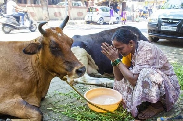 Hindus also show great respect for cows. But what is the reason for this?