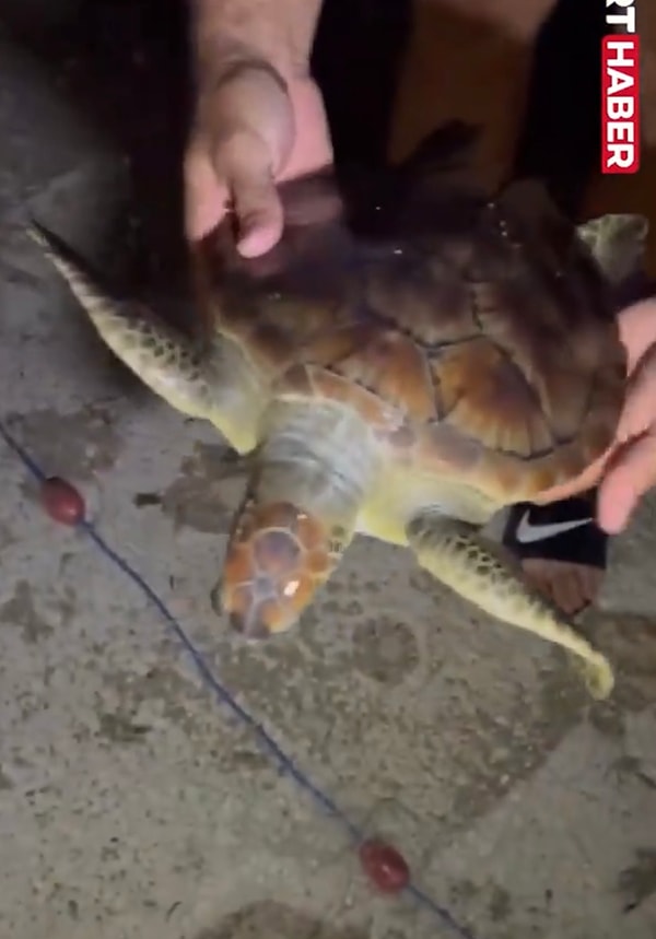 Balıkçı ağının bir arkadaş grubunun oltasına takılması sonucu ise gülümseten anlar yaşandı. Vatandaşlar caretta carettayı takıldığı ağdan kurtararak denize bıraktı.