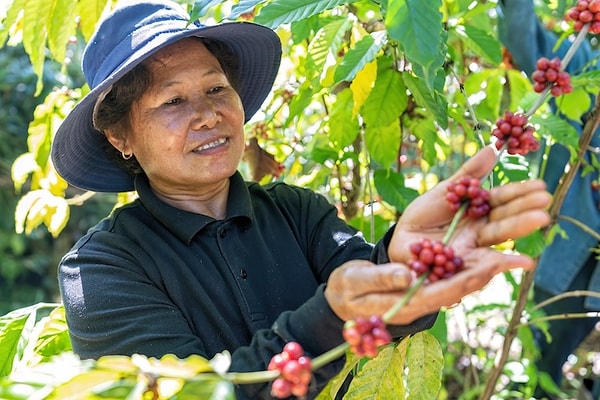 Oysa Starbucks, hafif arabica çekirdekleriyle dünya çapında tanınır. Ancak Vietnam’da bu arabica çekirdekleri, robusta çekirdeklerinin sunduğu güçlü etkiyle yarışamıyor.