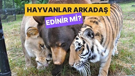 Hayvanlar da Tıpkı İnsanlar Gibi Arkadaş Edinirler mi?