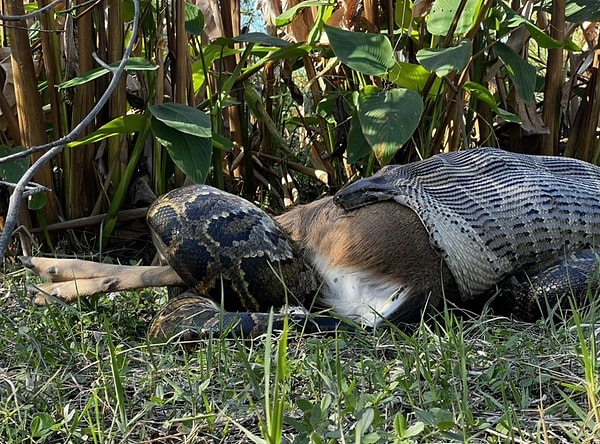 1. Güneybatı Florida'da Burma pitonu geyiği yutuyor