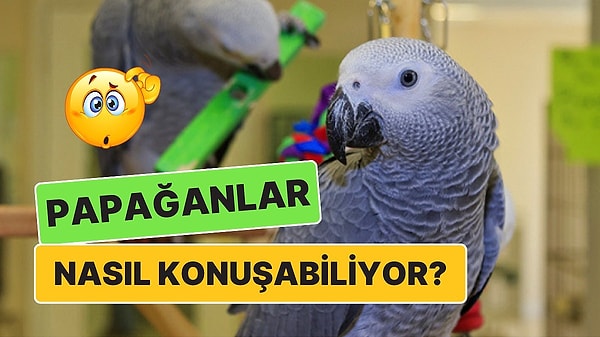 3. Taklit Yeteneklerine Hayran Kaldığımız Papağanlar Nasıl Oluyor da İnsanlarla Konuşabiliyor?