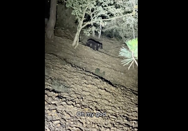 Çektiği doğal yaşam fotoğrafları ile tanınan Doğanay Vural'ın yanına giden Franziska, gerçekten istediği gibi bir ayı görebildi.