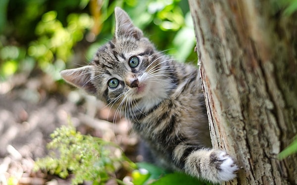 Onların inancına göre güneş tanrısı Atum-Ra, sekiz tanrı doğurmuştu ve bir kedi suretine bürünmüştü. Dokuz rakamı bu mitolojik temsilden doğmuş olabilir.