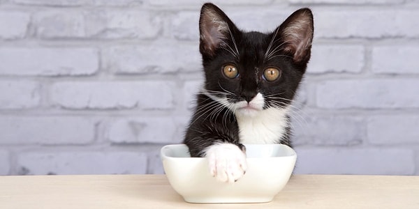 Hatta bazı kediler mamalarını kabın dışına iterek yerde yemeyi tercih eder ve bu durum kedi sahiplerine bazen küçük bir kaosa sebep olur!