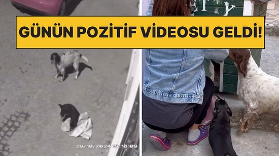 Kalpler Eridi!: Kendi Battaniyesi Olmayınca Başka Köpeğin Battaniyesini Çalan Tatlı Köpek