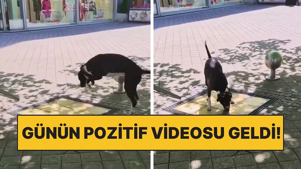 Sokakta Ritim Zilini Görünce Patileriyle Basarak Oyun Oynayan Köpeğin Tatlı Anları