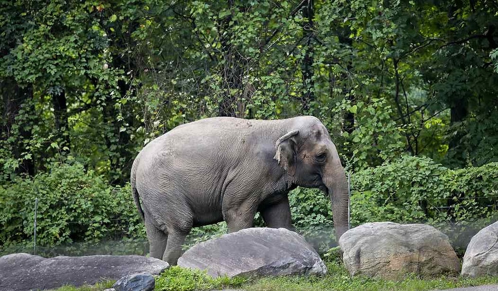 Euthanasia of Elephant Named 'Kamala' Sparks Outcry Amid U.S. Election Frenzy