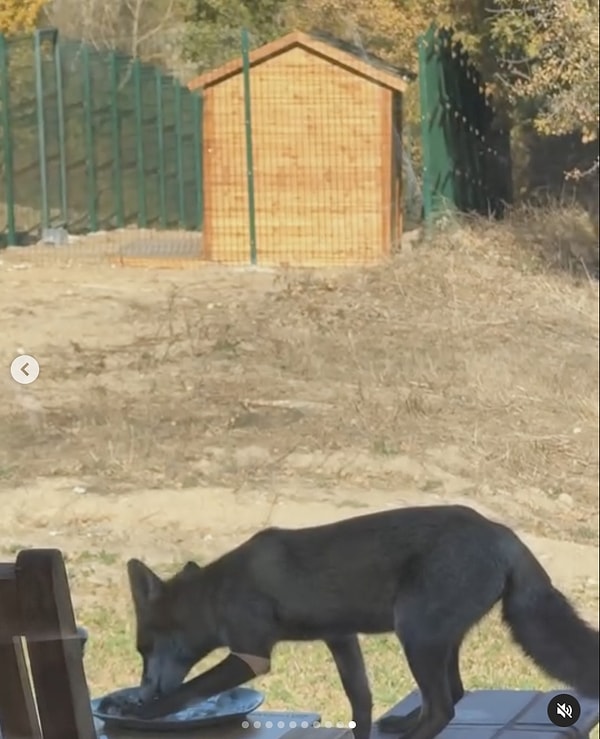 Ünlü arkadaş grubu yanlarına gelen tilkiye de Yakışıklı ismini verdi! Kıvanç Tatlıtuğ arkadaşlarıyla yaptığı barbekü partisi karelerini "Bir kaç iyi adam ve yakışıklı isimli tilkimiz" notuyla Instagram hesabından paylaştı.