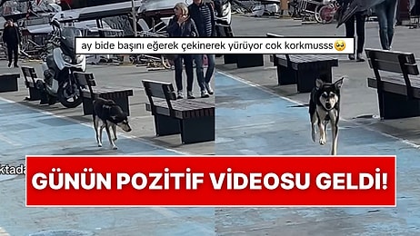 Kaybolduğunu Düşünerek Yürüyen Köpeğin Sahibini Gördüğü Anda Yaşadığı Mutluluk Kalpleri Eritti