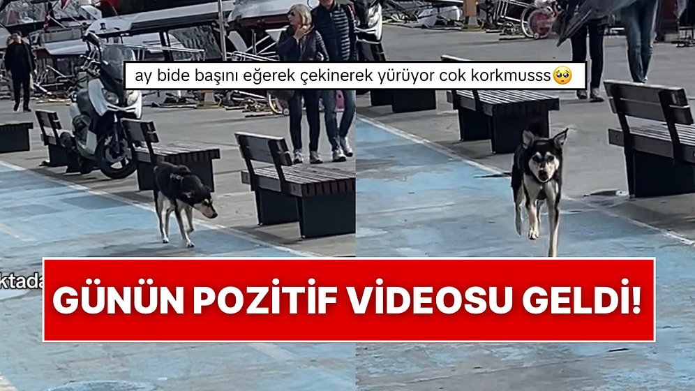 Kaybolduğunu Düşünerek Yürüyen Köpeğin Sahibini Gördüğü Anda Yaşadığı Mutluluk Kalpleri Eritti