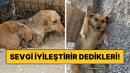 Yaşadıkları Yerde İstenmeyen Masum Köpeklerin Kurtarıldıktan Sonra Adeta Hayata Döndüğü Anlar Kalpleri Eritti