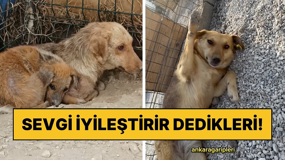 Yaşadıkları Yerde İstenmeyen Masum Köpeklerin Kurtarıldıktan Sonra Adeta Hayata Döndüğü Anlar Kalpleri Eritti