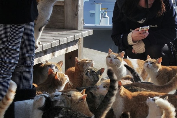 9. Kedi nüfusunun dengede tutulması için bazı kediler kısırlaştırılmış durumda. Kedilerin sayısının kontrol altında tutulması, hem sağlık sorunlarının önlenmesi hem de kaynakların daha az tükenmesi açısından önemli.