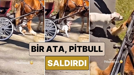 Arabadaki Çocukların Yüreği Ağzına Geldi: Yolcu Taşıyan Bir Ata Pitbull Saldırdı