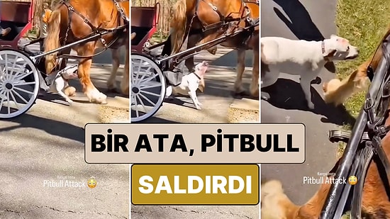 Arabadaki Çocukların Yüreği Ağzına Geldi: Yolcu Taşıyan Bir Ata Pitbull Saldırdı