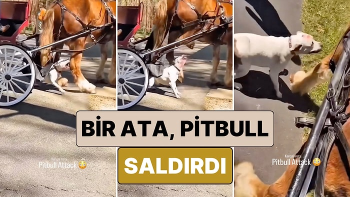 Arabadaki Çocukların Yüreği Ağzına Geldi: Yolcu Taşıyan Bir Ata Pitbull Saldırdı