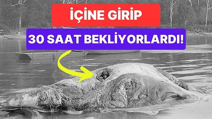 Eski Zamanlarda İnsanlar Neden Ölmüş Balinanın İçine Oturarak 30 Saat Bekliyordu?