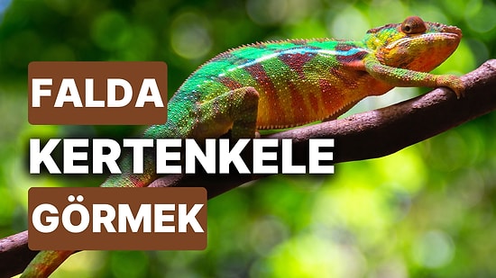 Falda Kertenkele Görmek Ne Anlama Gelir? Olanlara Uyum Sağlamanız Şart Değil!