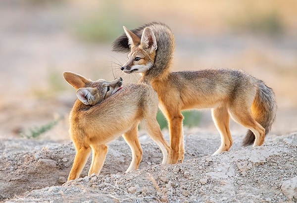 Land Animal Winner: Baby Foxes