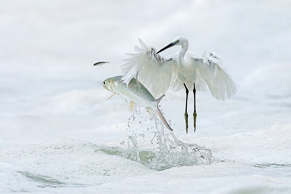 Birdscape Winner: Heron and Fish