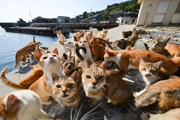 Tashirojima Island in Japan: A Cat Paradise