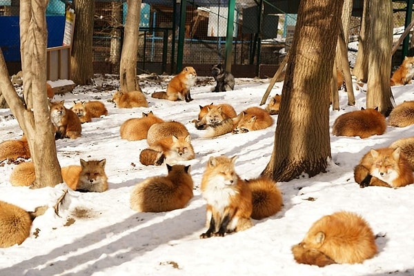 Zao Fox Village, Japan