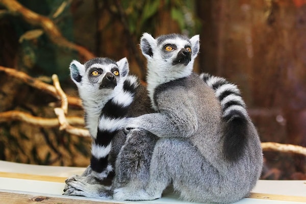 Ancak daha uzak akrabalarımız olan lemurların genellikle solak olduğu gözlemlendi. Bilim insanları, bu durumun ağaçlarda yaşamaya adapte olma süreçleriyle bağlantılı olabileceğini düşünüyor.