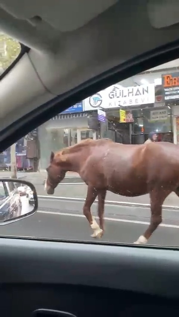 Tekirdağ Süleymanpaşa ilçesinde sokak aralarında ve trafikte görülen başıboş atlar, şehirde taze ot arayışıyla dikkat çekiyor. Özellikle Süleymanpaşa'nın merkezi mahallelerinde sokak sokak gezen atlar, kimi zaman araçların arasında yürüyerek trafiği de tehlikeye atıyor. Vatandaşlar, bu ilginç durumu şaşkınlıkla karşılayarak atların neden sokaklarda olduğunu sorguluyor.