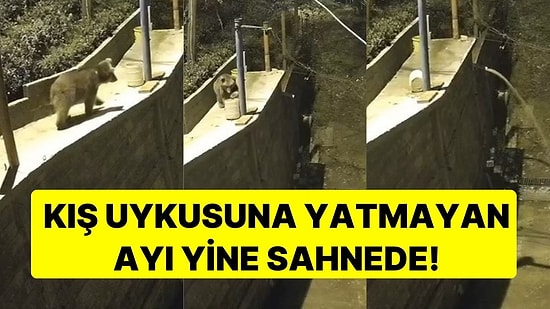 Mahallede Gezip, Haylazlık Yaptı: Kış Uykusuna Yatamayan Ayı Yine Sahnede!