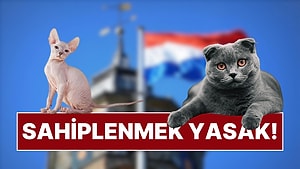 Hollanda Hükümeti'nden Örnek Karar: Scottish ve Sphynx Kedilerin Sahiplenilmesi Yasaklandı!