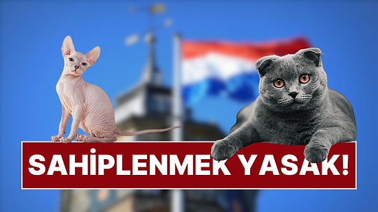 Hollanda Hükümeti'nden Örnek Karar: Scottish ve Sphynx Kedilerin Sahiplenilmesi Yasaklandı!