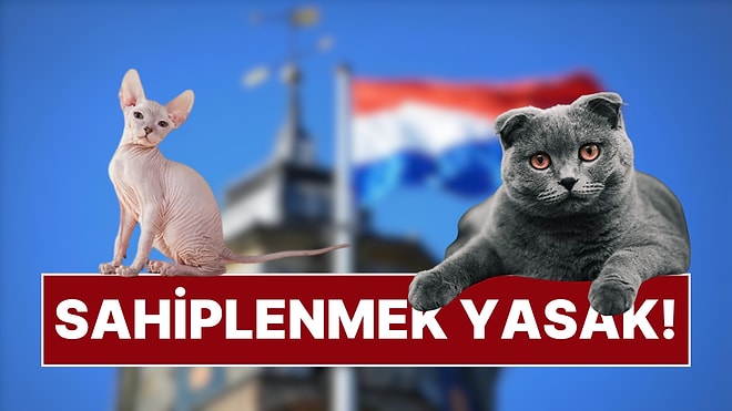 Hollanda Hükümeti'nden Örnek Karar: Scottish ve Sphynx Kedilerin Sahiplenilmesi Yasaklandı!