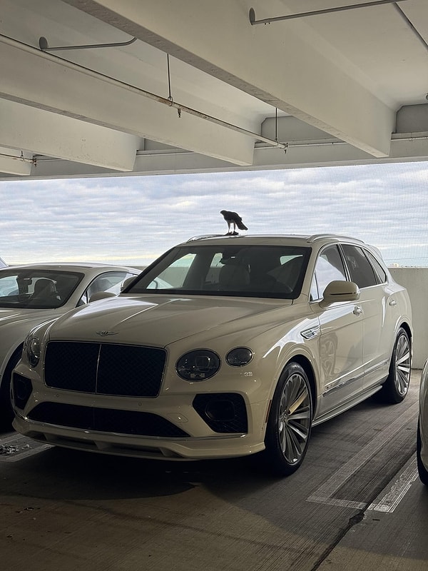 6. Bentley'de bir şahin bir güvercini yiyor