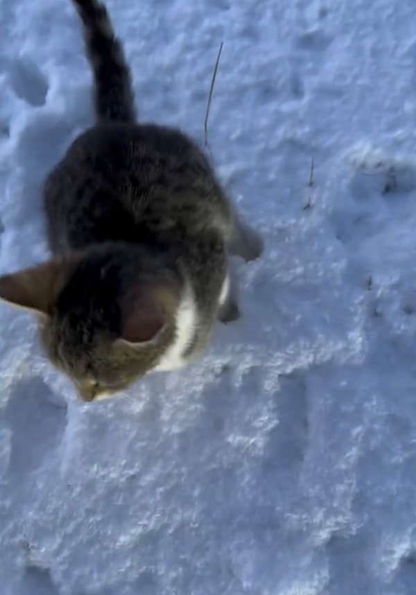 Hava eksileri gösterirken karlar arasında buldukları tatlı kedi adeta onları bekliyor gibiydi.