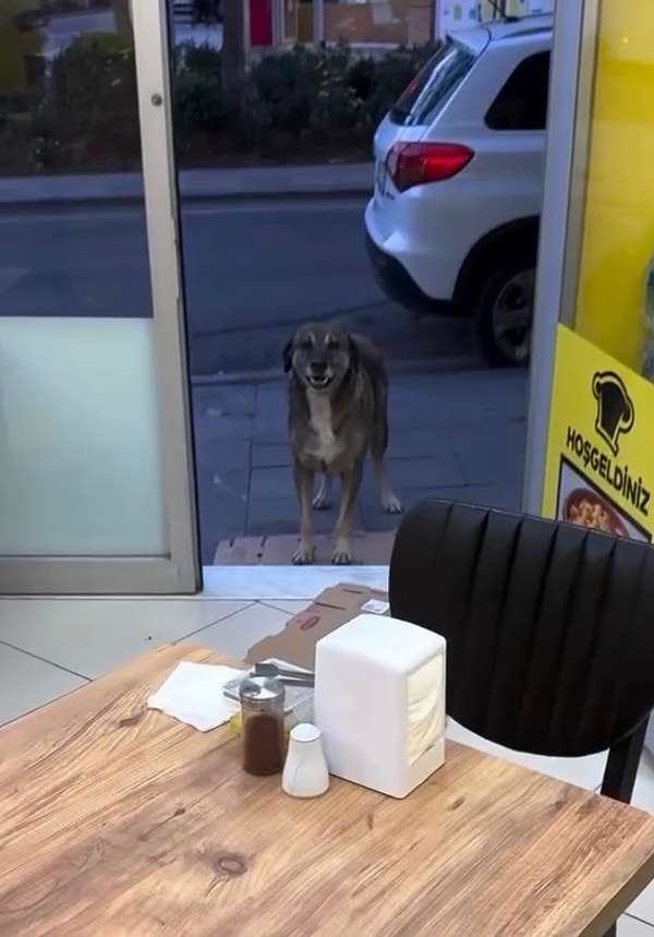 Akıllı köpek gelince dükkandan içeriye de girmiyor. Kapıda heyecanlı ve uslu bir şekilde bekliyor.