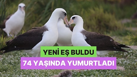 Yaş Yetmiş İş Bitmemiş! Dünyanın En Yaşlı Vahşi Kuşu Yeni Eş Bulduktan Sonra Yumurtladı