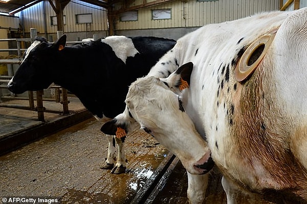 PETA ayrıca, bu yöntemin çiftlik hayvanlarının et ve süt verimliliğini artırma amacıyla kullanıldığını, bunun da hayvanların refahını göz ardı eden bir yaklaşım olduğunu savunuyor.