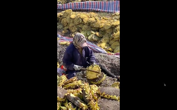 Tüm çekirdeklerin saniyeler içinde ayıklandığı o anlar izleyenlere terapi gibi geldi.