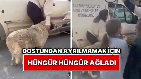 Mahallenin Yaşlı Köpeğini Götürmek İsteyen Belediye İşçilerine Ağlayarak Engel Olmaya Çalışan Küçük Kız