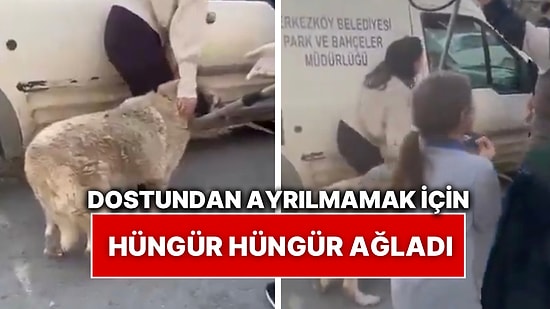 Mahallenin Yaşlı Köpeğini Götürmek İsteyen Belediye İşçilerine Ağlayarak Engel Olmaya Çalışan Küçük Kız