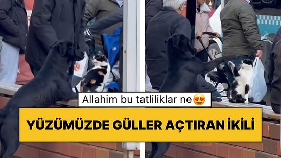 Manisa’da Yaşanan Olay Kalpleri Eritti: Kediye Sataşan Köpeğin Sevimli Anları