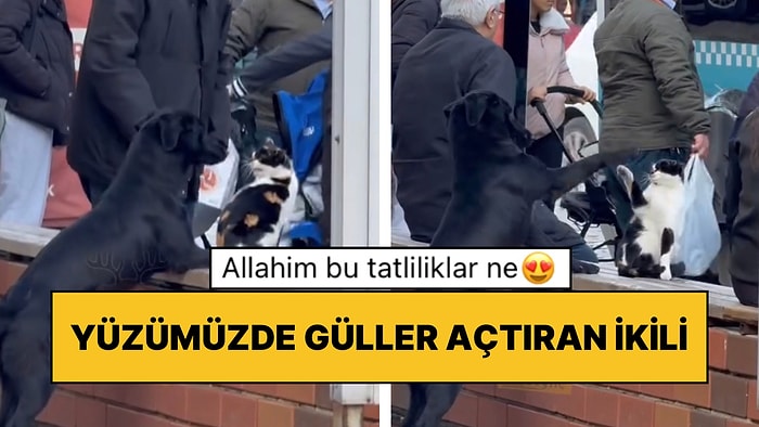 Manisa’da Yaşanan Olay Kalpleri Eritti: Kediye Sataşan Köpeğin Sevimli Anları