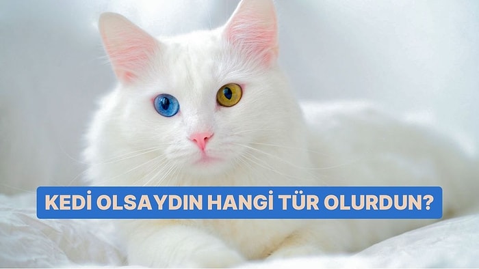 Kedi Olsaydın Hangi Tür Olurdun?